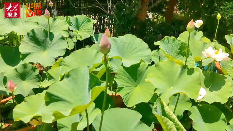 自主培育荷花惊艳岛城！“崂山重台”与“思思”盛开争奇斗艳