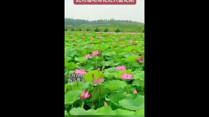 沂视频|夏日炎炎、荷叶田田，武河湿地荷花进入盛花期