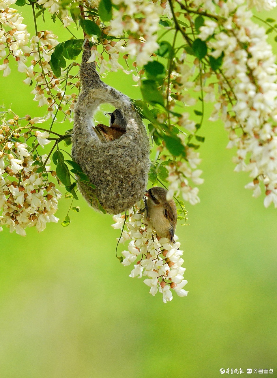 潍坊昌邑槐花树下,"鸟类建筑师"中华攀雀飞来飞去筑巢忙