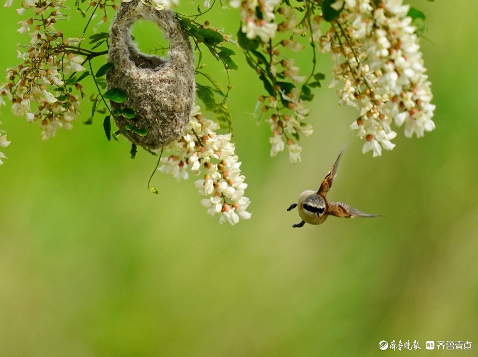 潍坊昌邑槐花树下,"鸟类建筑师"中华攀雀飞来飞去筑巢忙