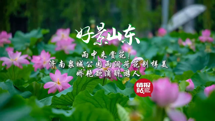 果然视频·好景山东|济南泉城公园雨润荷花美，娇艳欲滴醉游人！