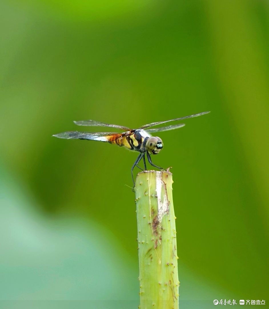 行摄华山——荷塘精灵黑尾灰蜻蜓
