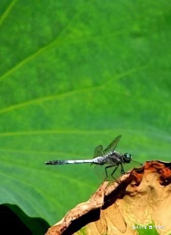 行摄华山——荷塘精灵黑尾灰蜻蜓