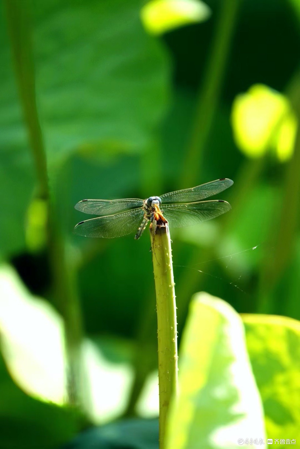 行摄华山——荷塘精灵黑尾灰蜻蜓