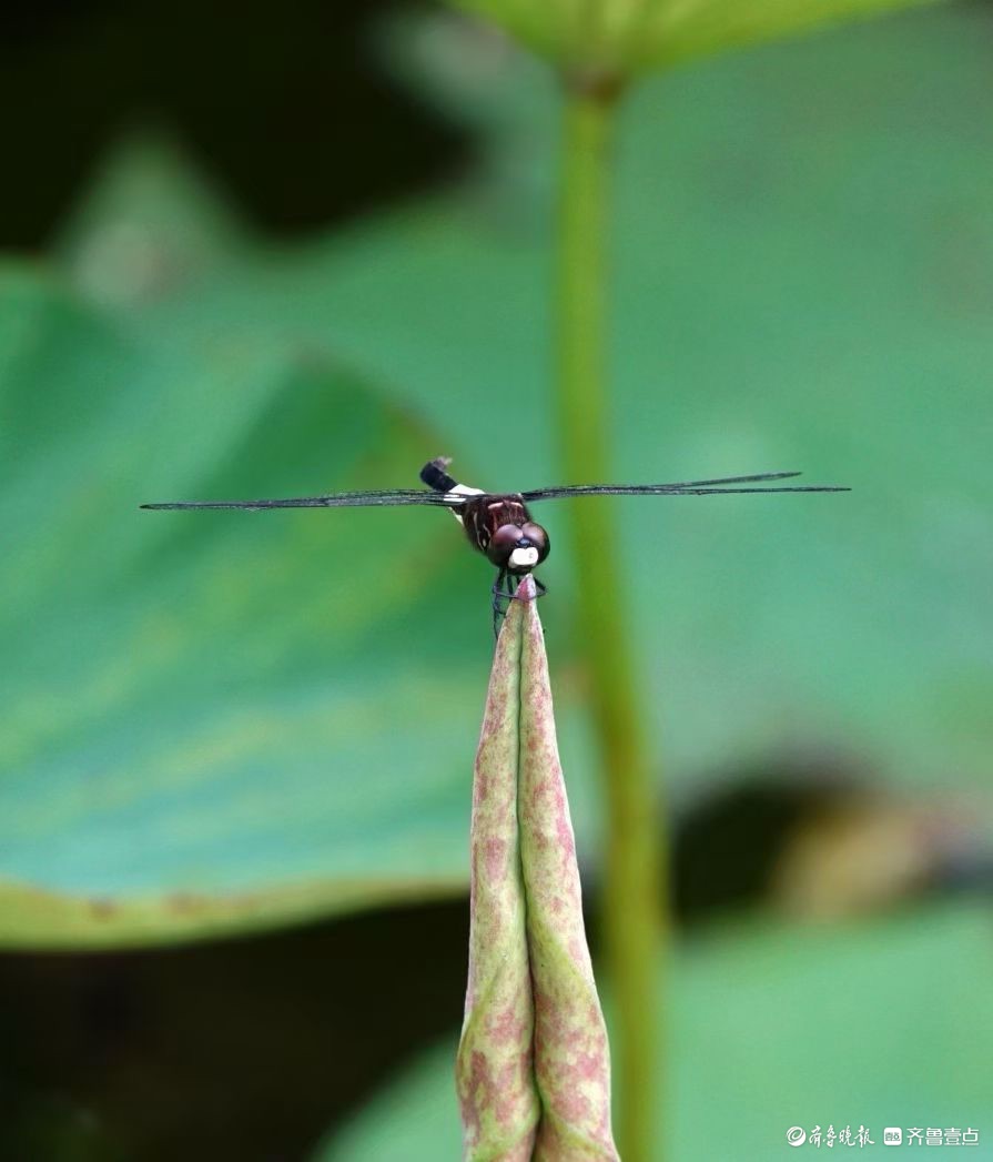 行摄华山——荷塘精灵黑尾灰蜻蜓