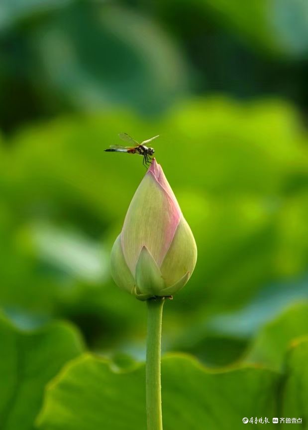行摄华山——荷塘精灵黑尾灰蜻蜓