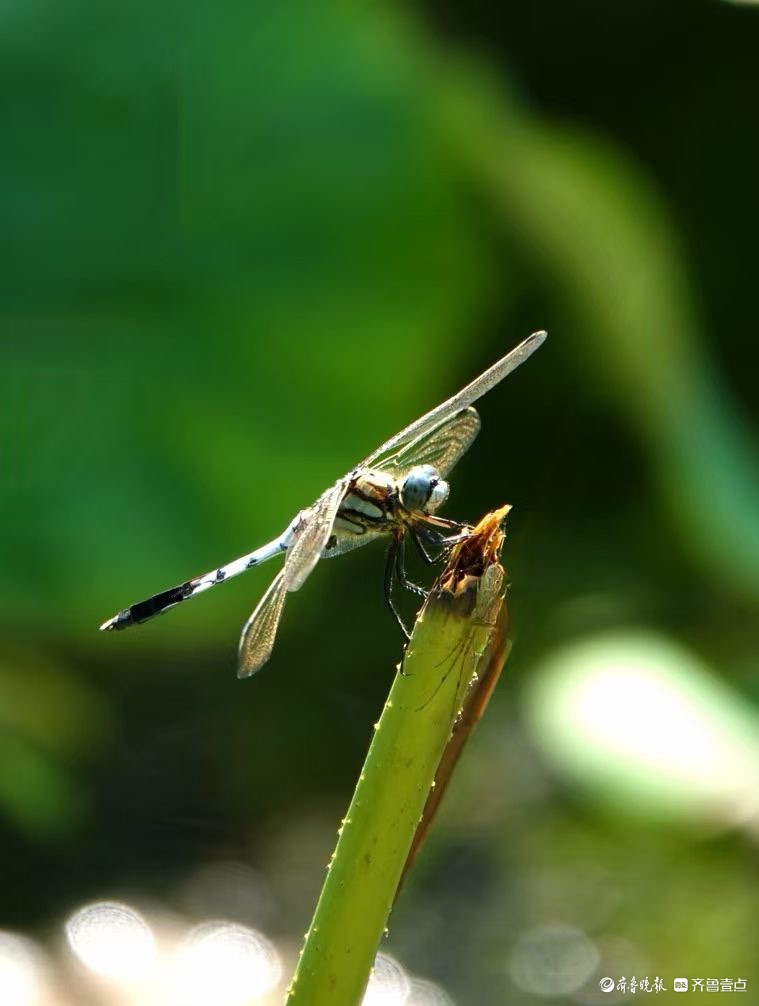 行摄华山——荷塘精灵黑尾灰蜻蜓