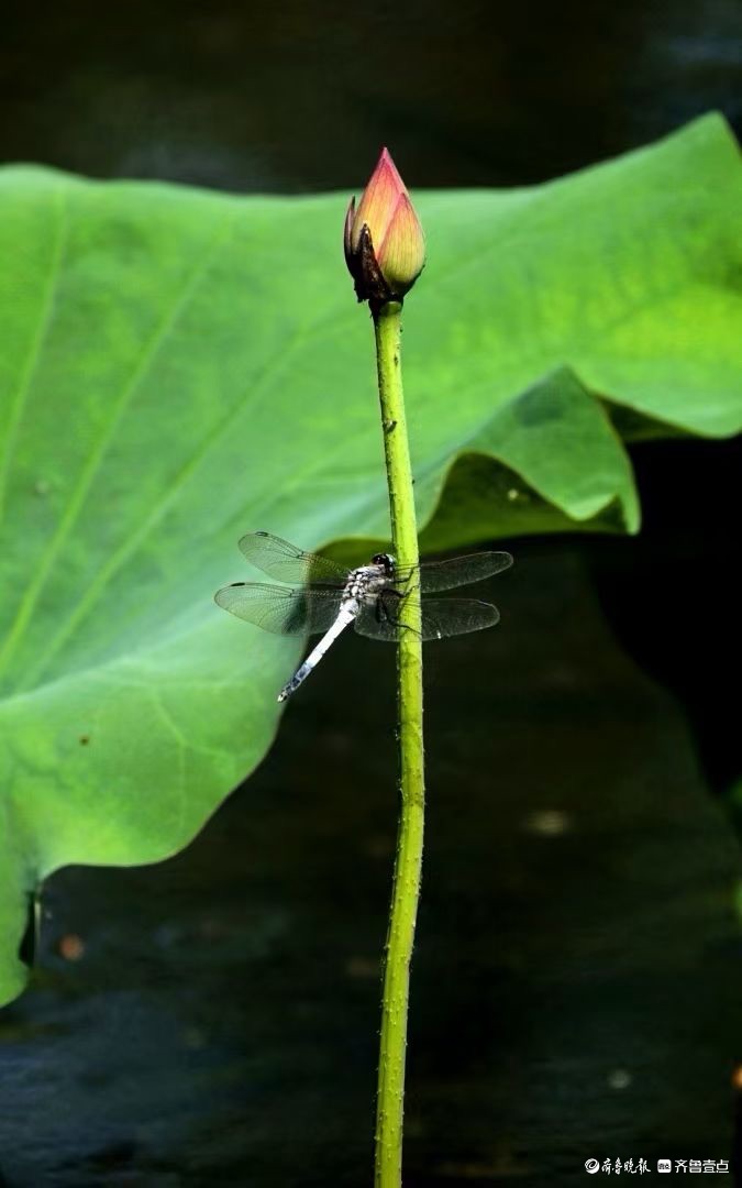 行摄华山——荷塘精灵黑尾灰蜻蜓
