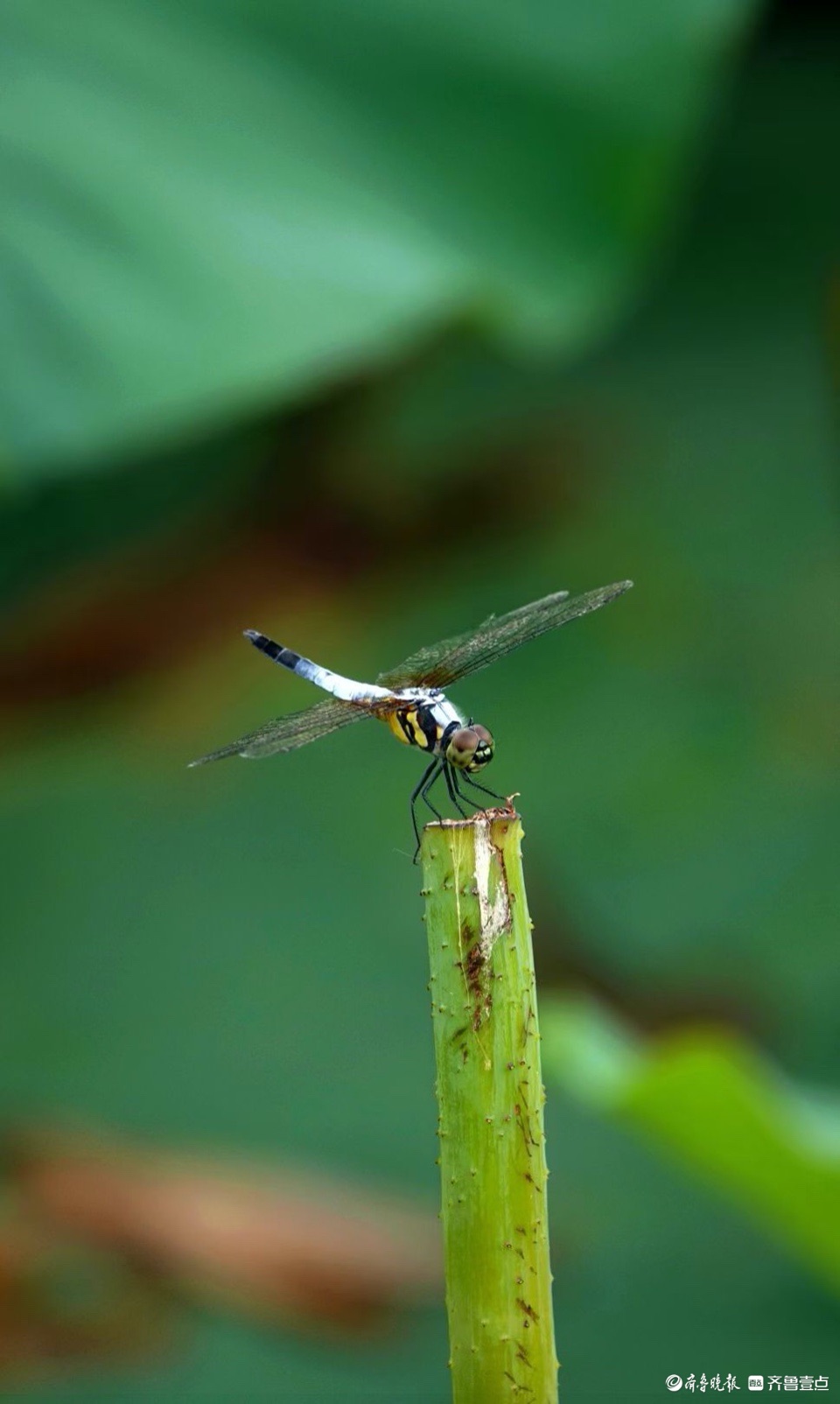 行摄华山——荷塘精灵黑尾灰蜻蜓