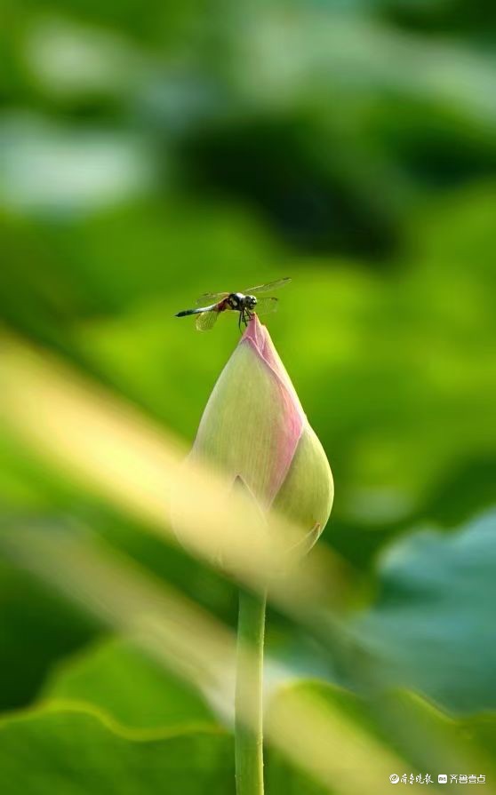 行摄华山——荷塘精灵黑尾灰蜻蜓