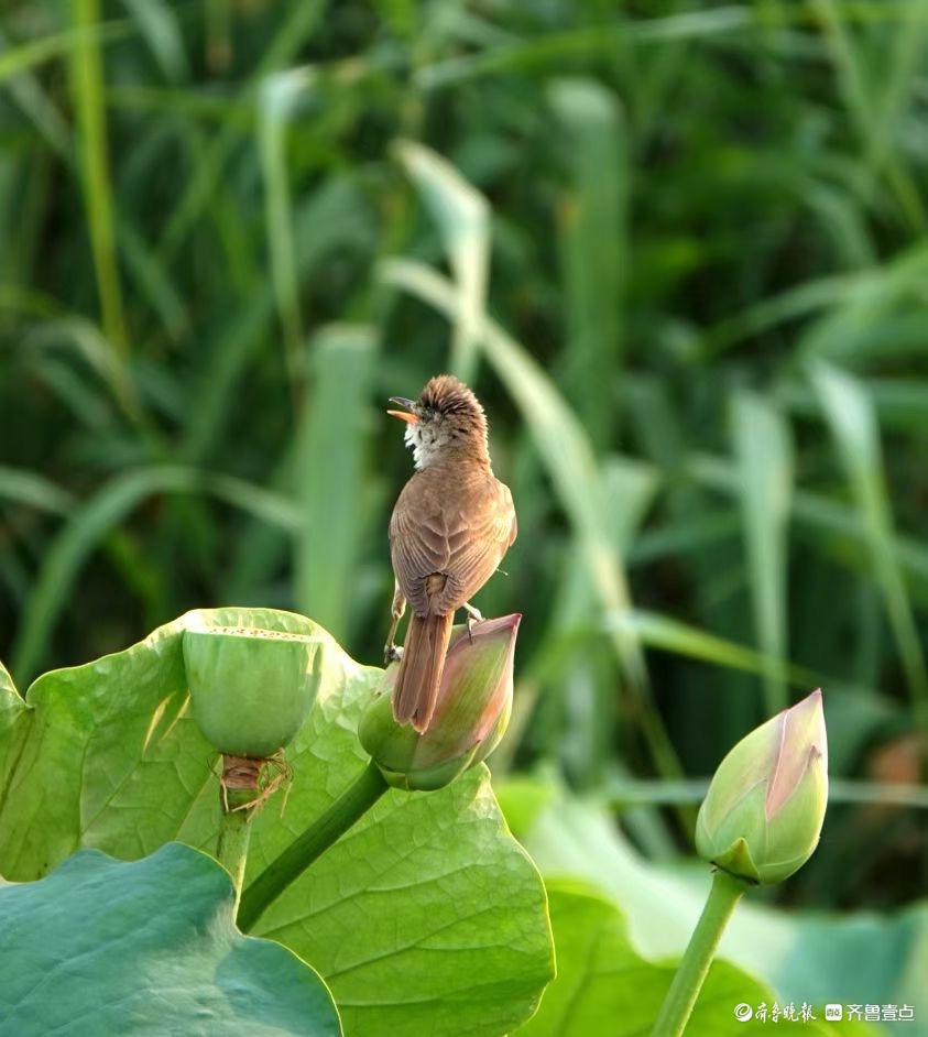 行摄华山——荷塘精灵大苇莺
