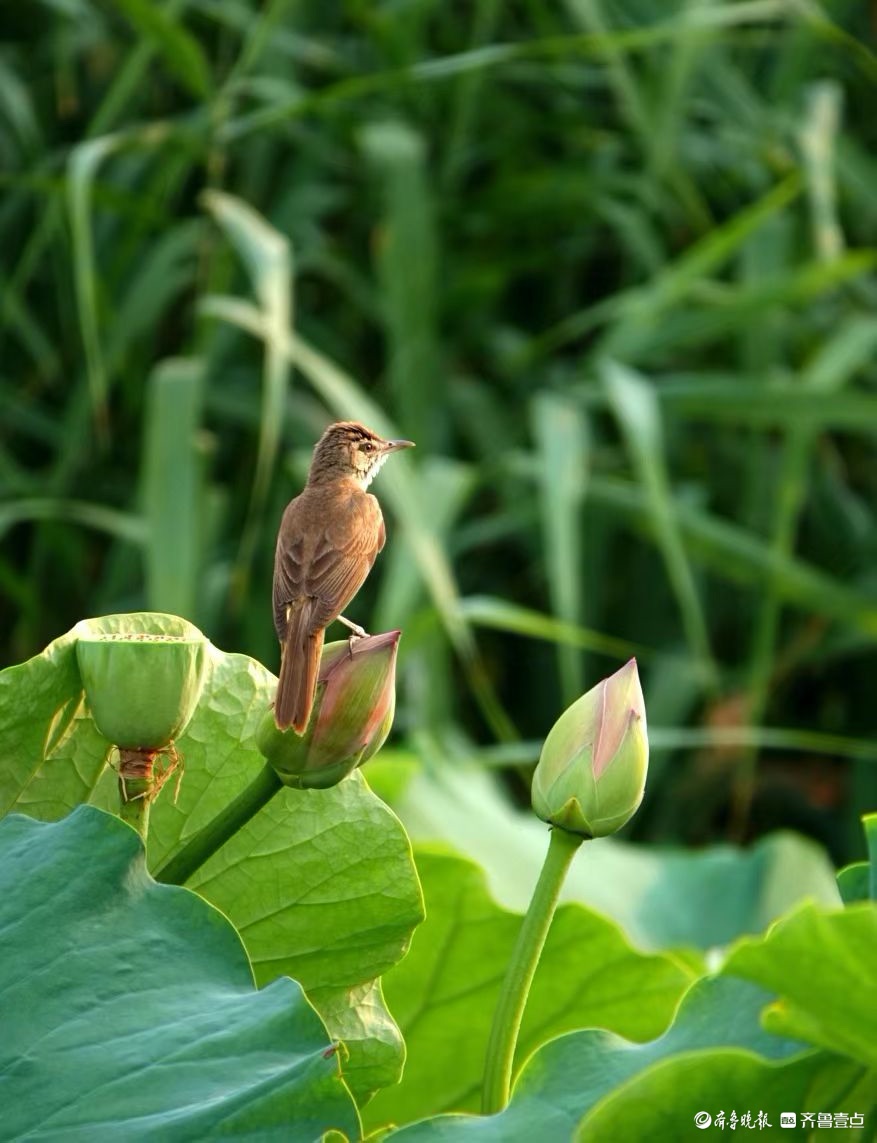 行摄华山——荷塘精灵大苇莺