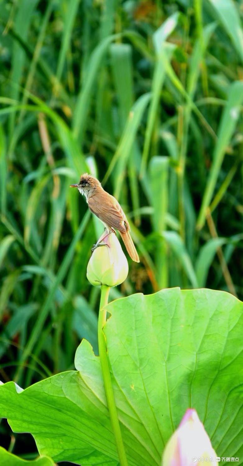行摄华山——荷塘精灵大苇莺