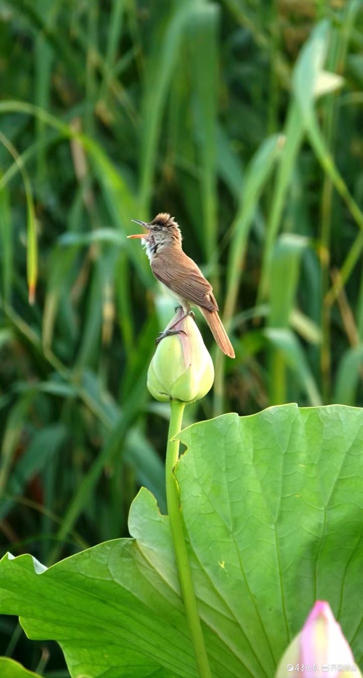 行摄华山——荷塘精灵大苇莺