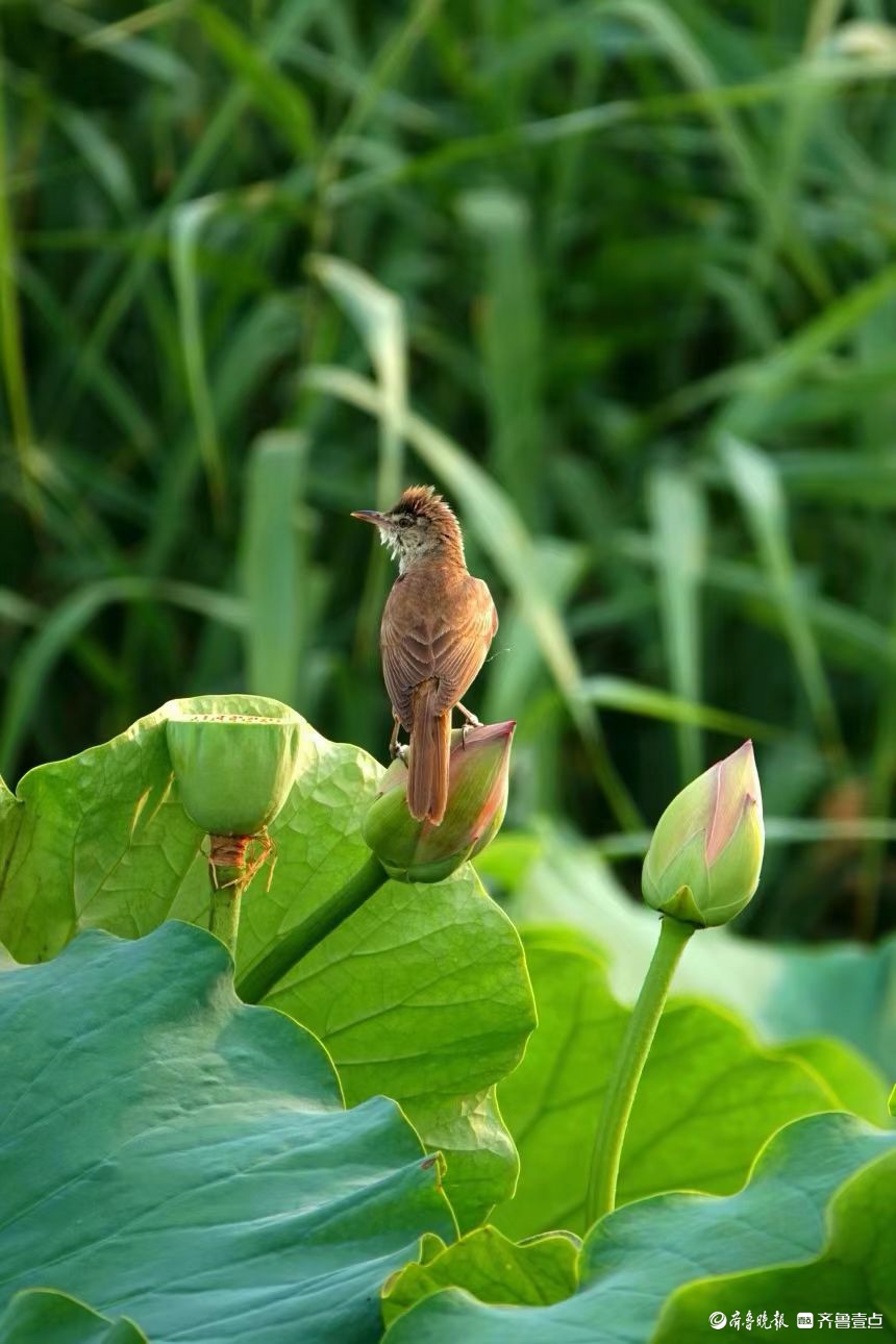 行摄华山——荷塘精灵大苇莺