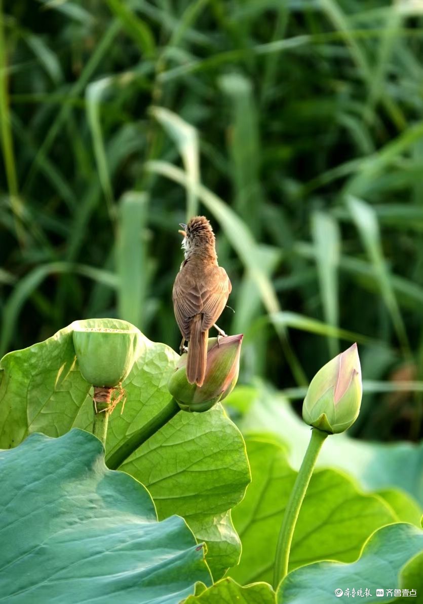 行摄华山——荷塘精灵大苇莺