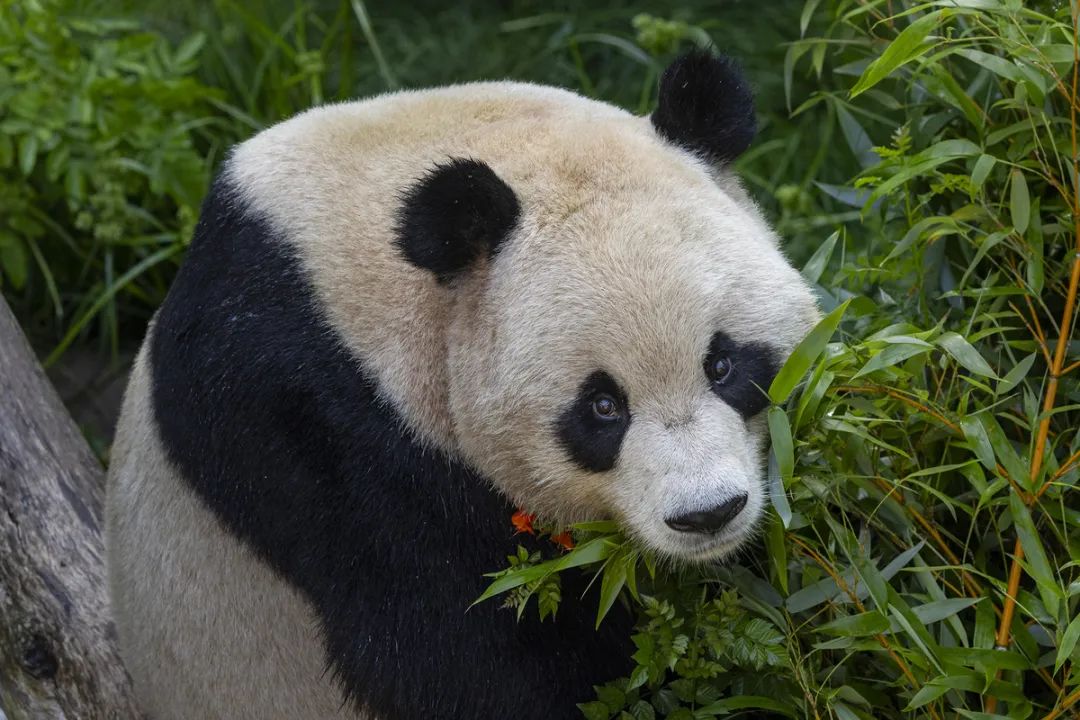 据动物园周二发布的消息称,云川是一只快5岁的雄性大熊猫,它的鼻子