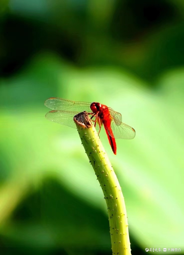 行摄华山——荷塘精灵猩红蜻蜓