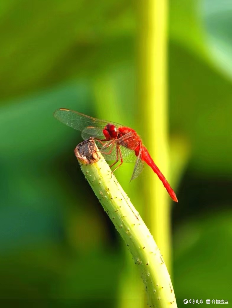 行摄华山——荷塘精灵猩红蜻蜓