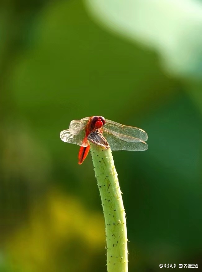 行摄华山——荷塘精灵猩红蜻蜓