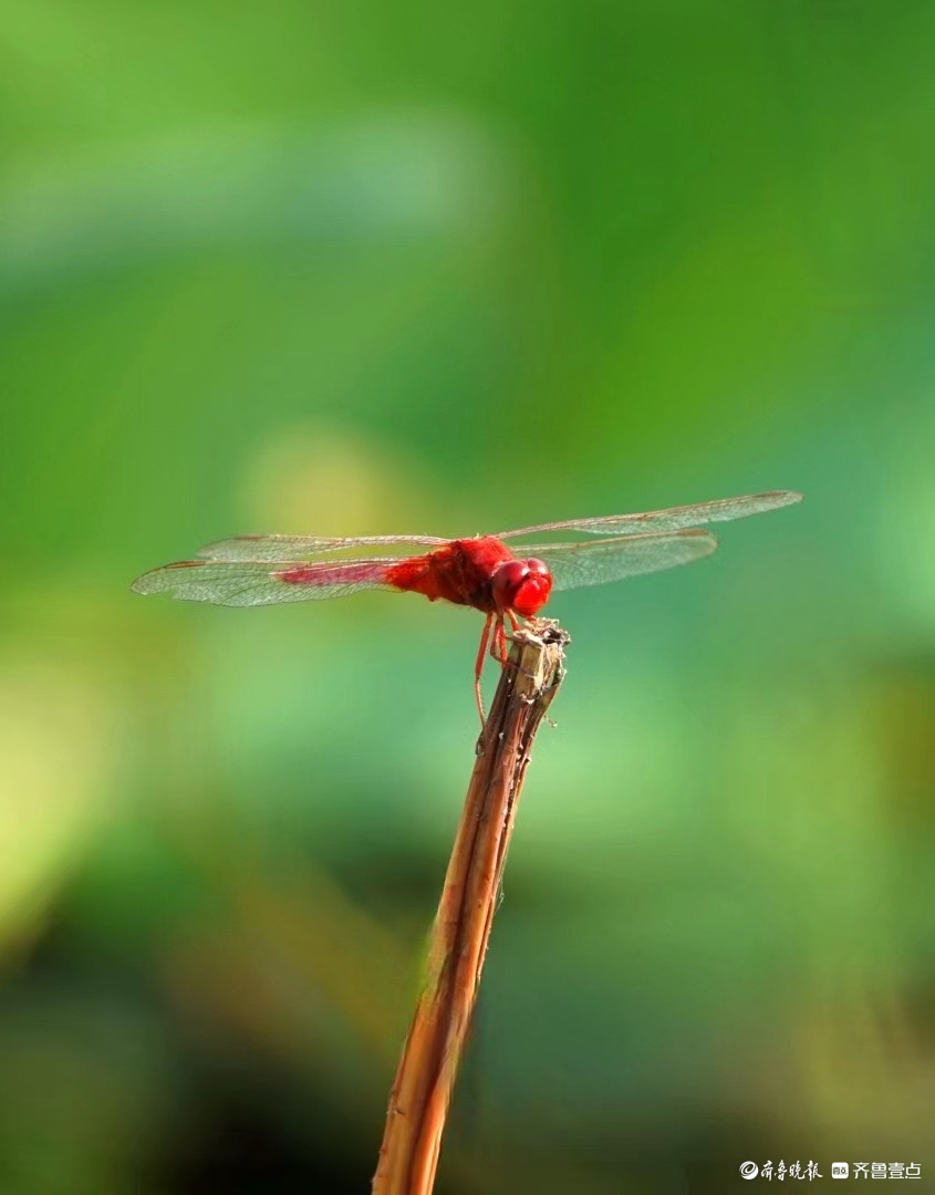 行摄华山——荷塘精灵猩红蜻蜓