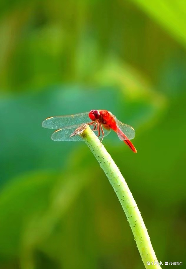 行摄华山——荷塘精灵猩红蜻蜓