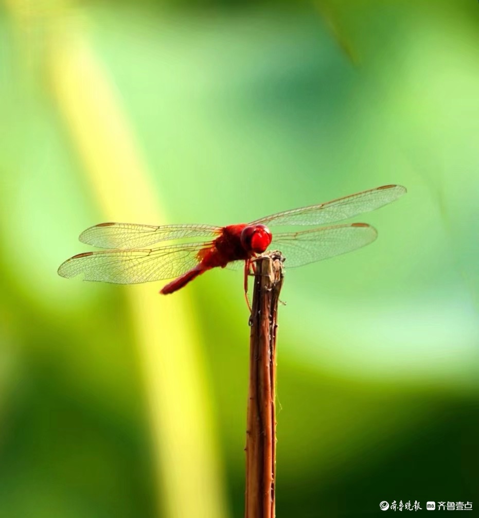 行摄华山——荷塘精灵猩红蜻蜓