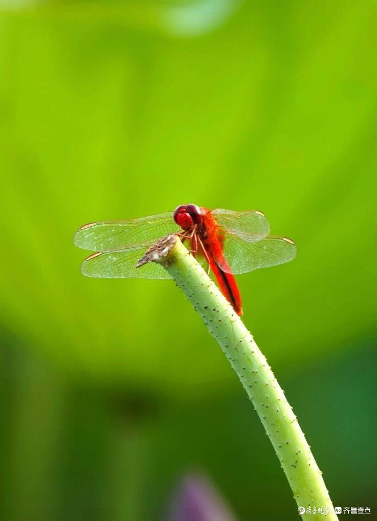 行摄华山——荷塘精灵猩红蜻蜓