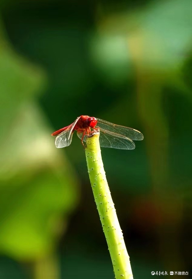 行摄华山——荷塘精灵猩红蜻蜓