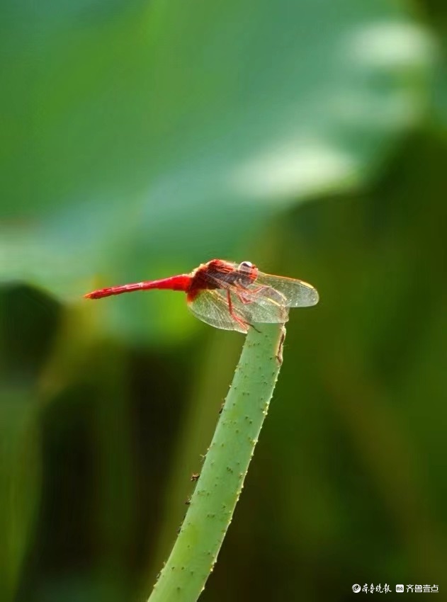 行摄华山——荷塘精灵猩红蜻蜓