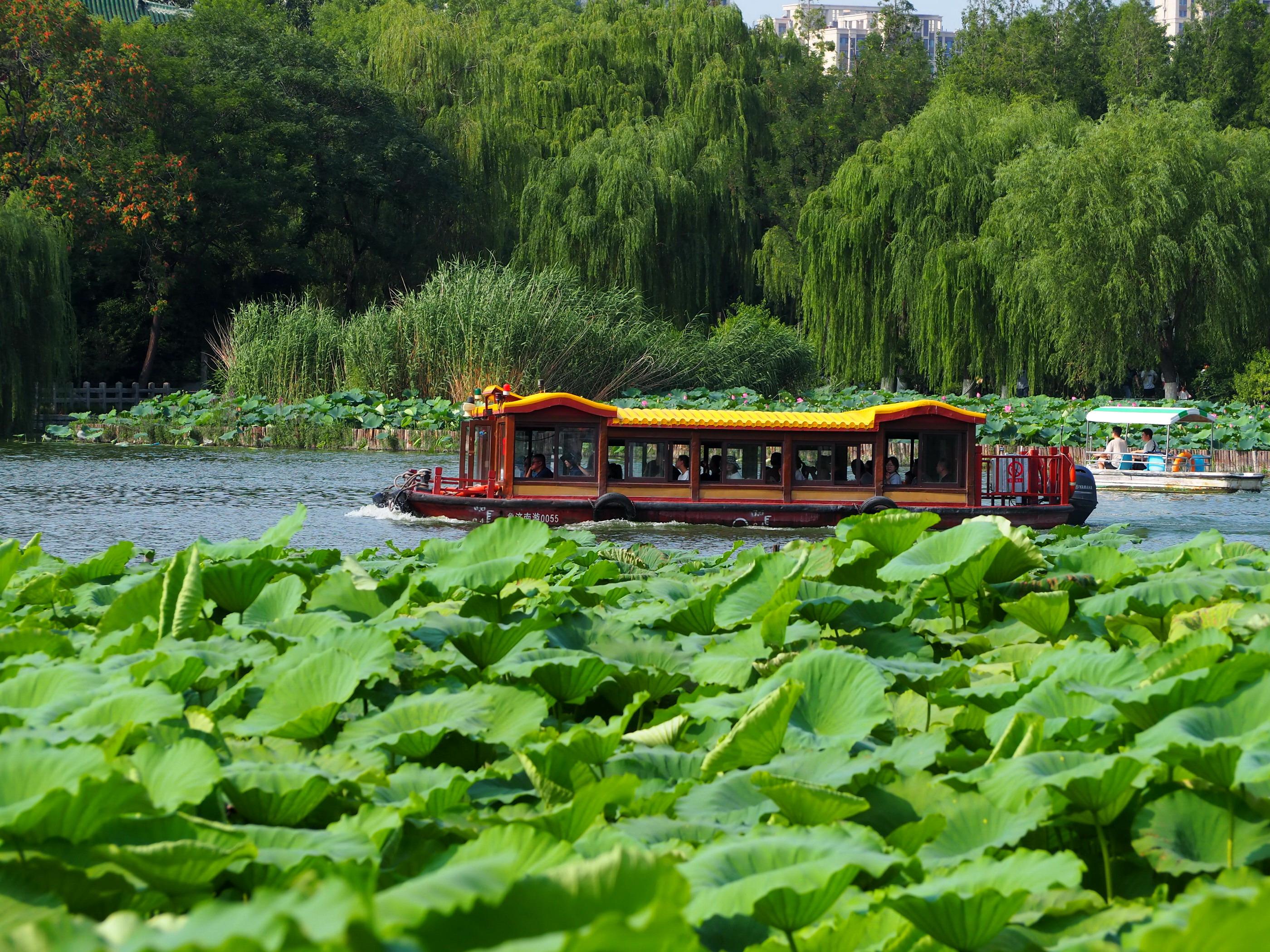 济南 一湖一环绿道工程渐近尾声,大明湖美景华丽呈现