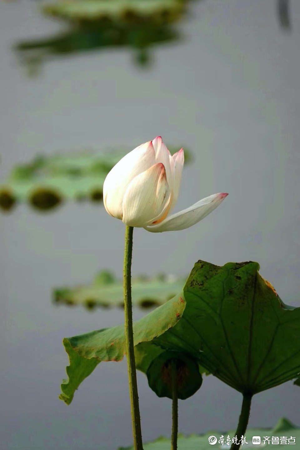 行摄华山——小荷尖尖