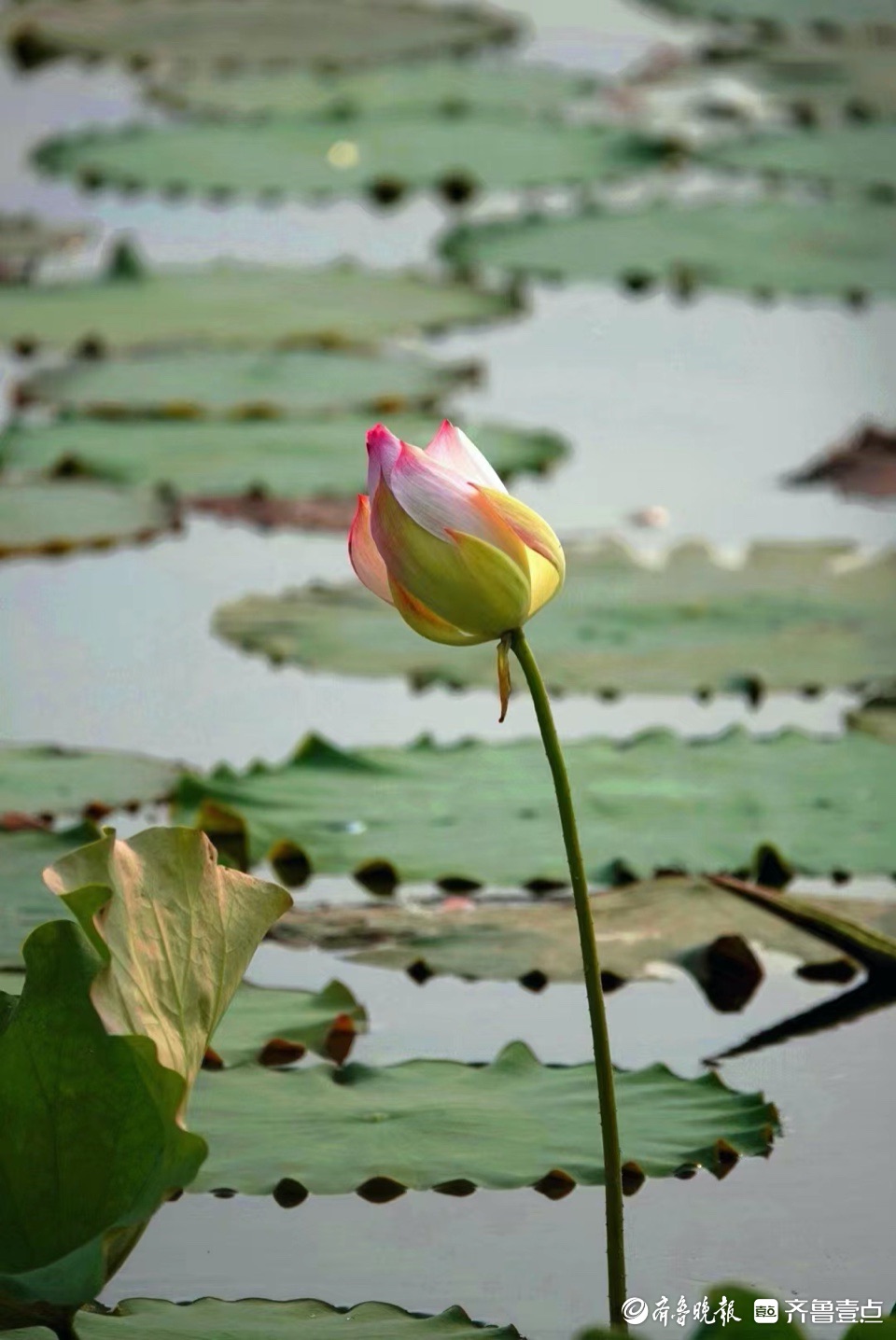 行摄华山——小荷尖尖