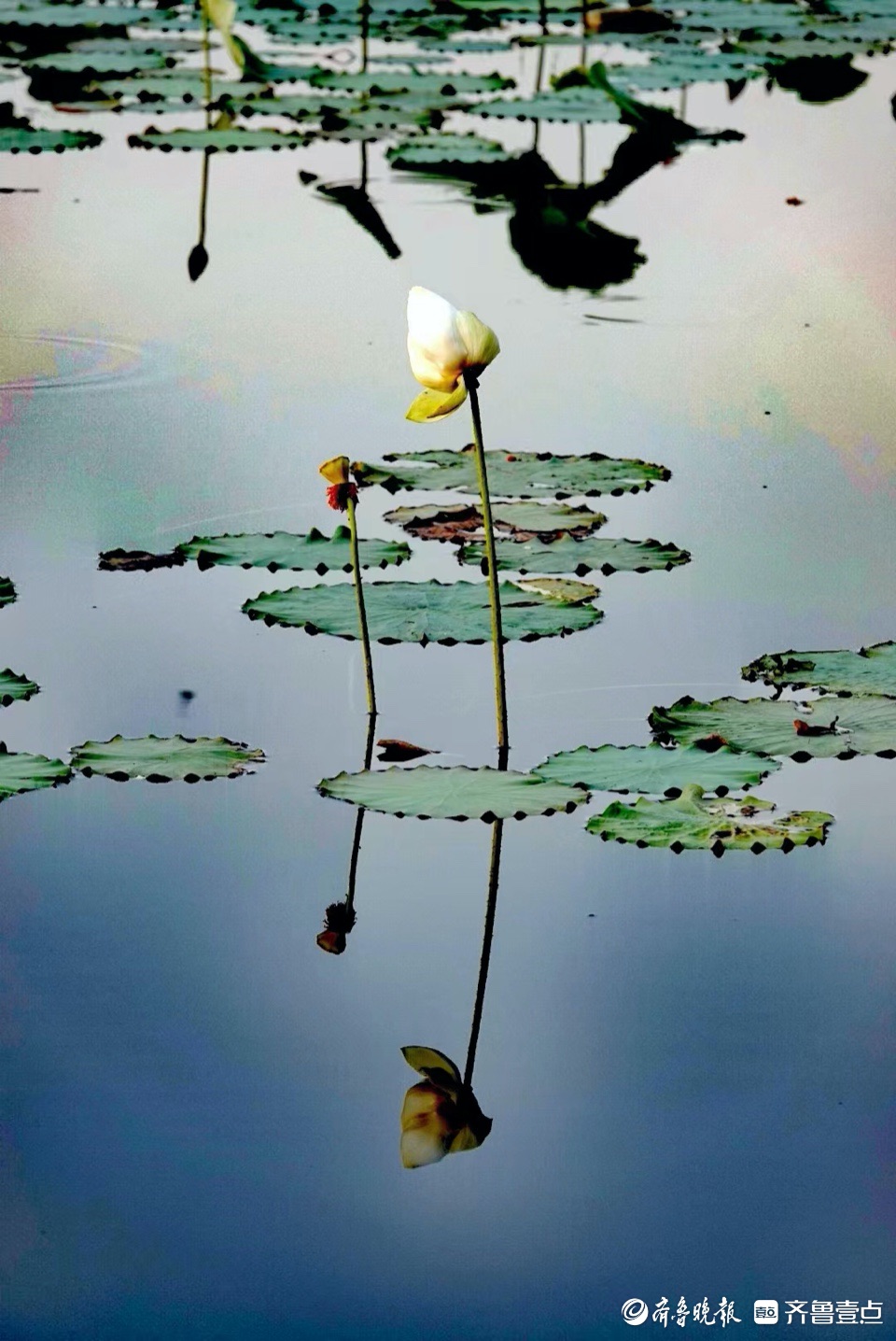 行摄华山——小荷尖尖