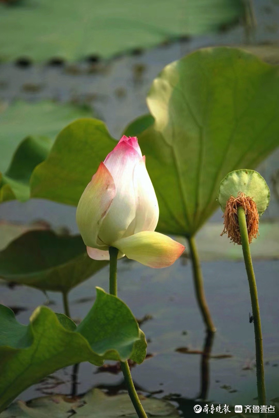 行摄华山——小荷尖尖