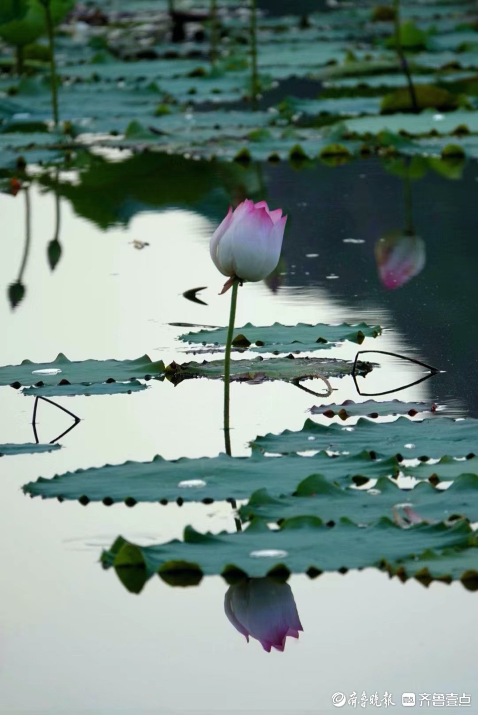 行摄华山——小荷尖尖