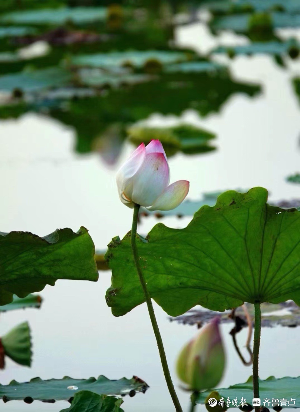 行摄华山——小荷尖尖