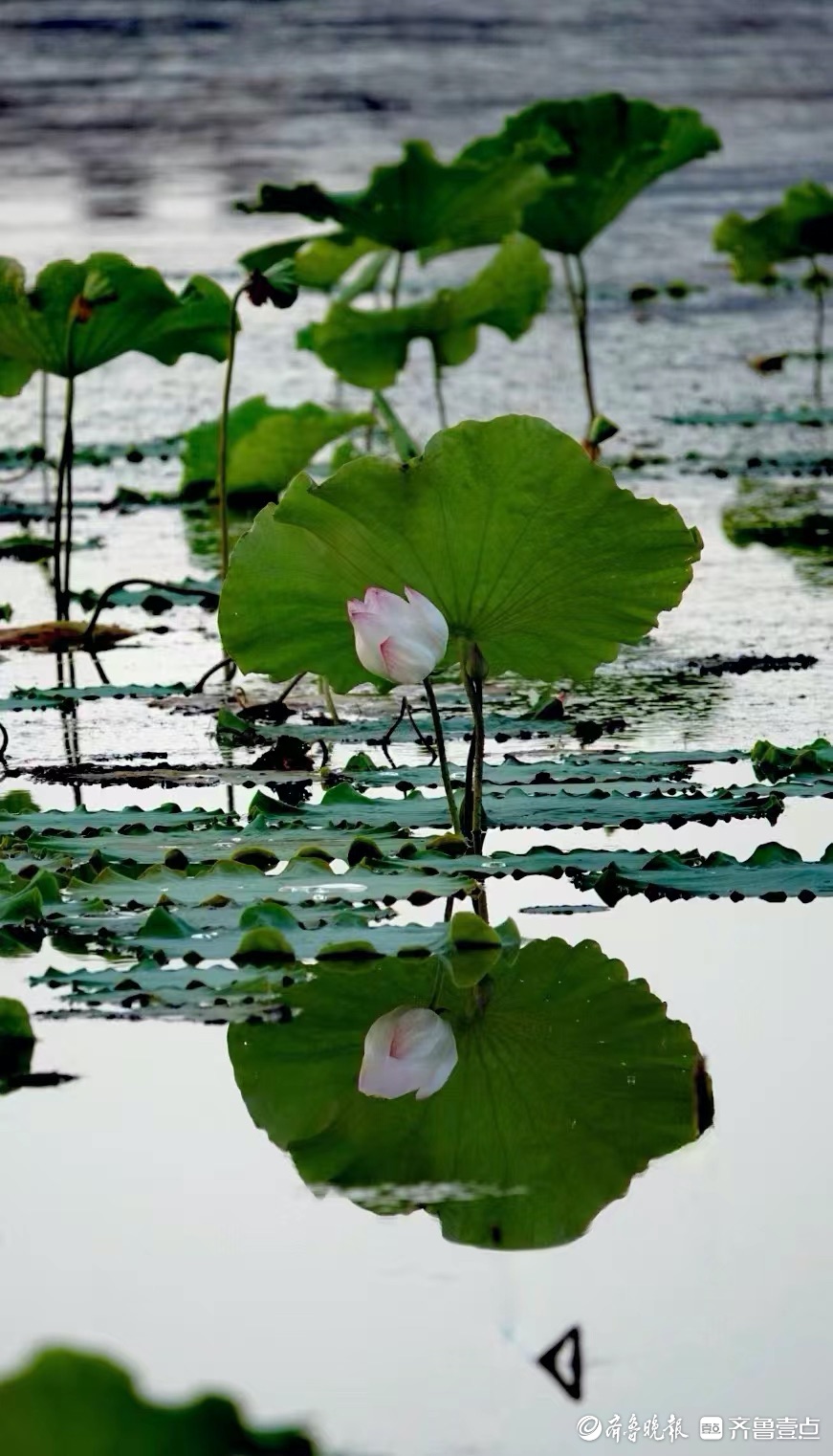 行摄华山——小荷尖尖