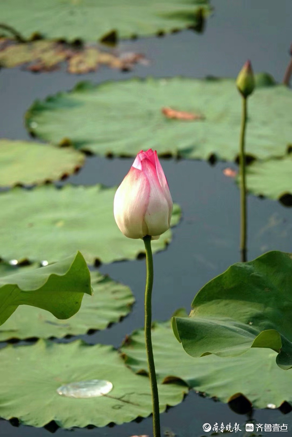 行摄华山——小荷尖尖