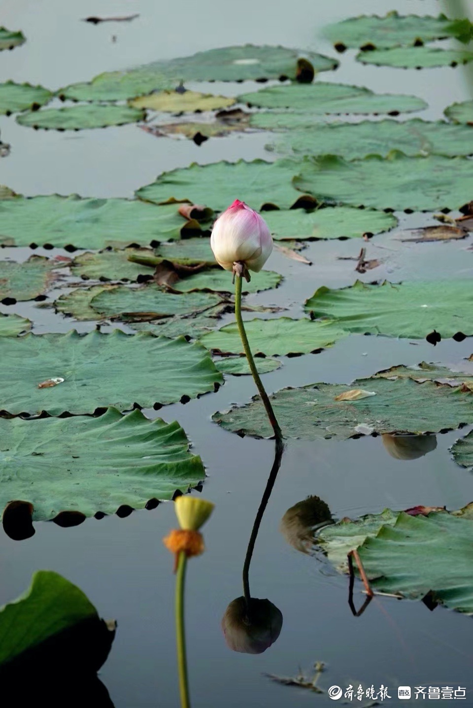 行摄华山——小荷尖尖