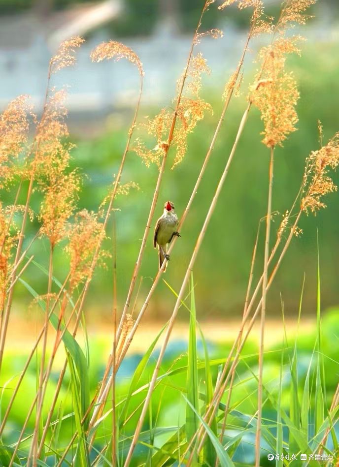 行摄华山——苇莺的倩影