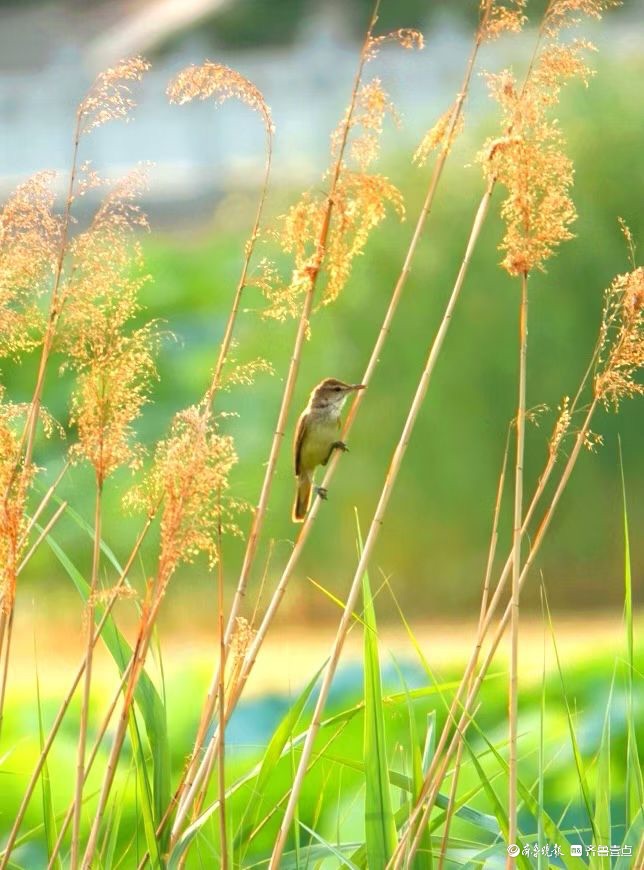 行摄华山——苇莺的倩影