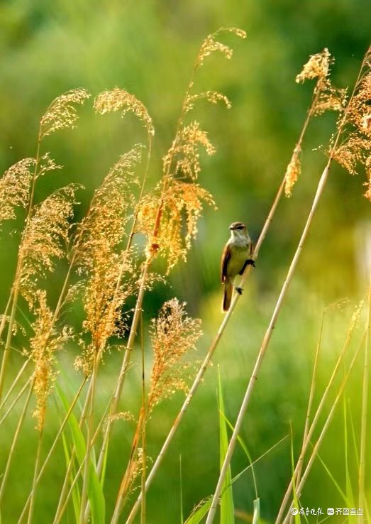 行摄华山——苇莺的倩影