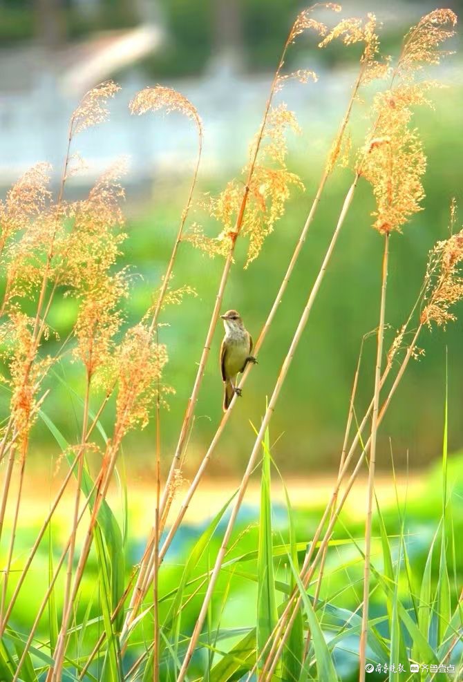 行摄华山——苇莺的倩影