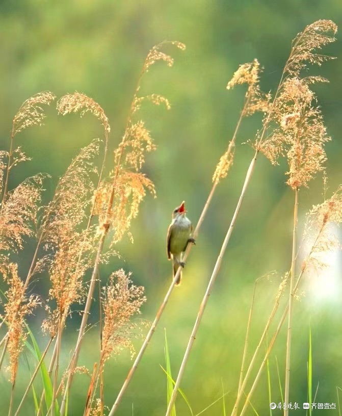 行摄华山——苇莺的倩影