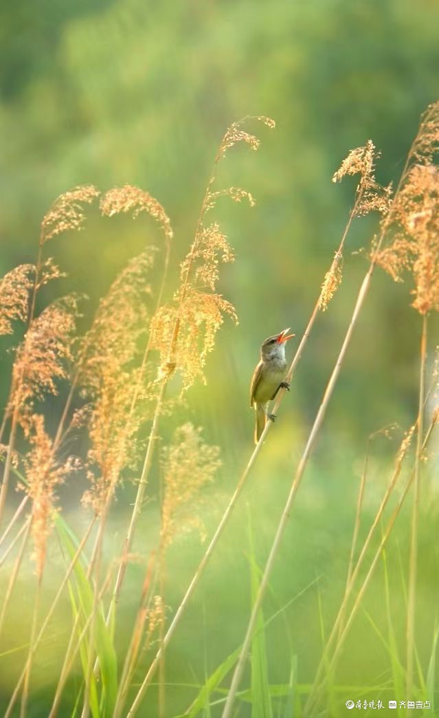行摄华山——苇莺的倩影