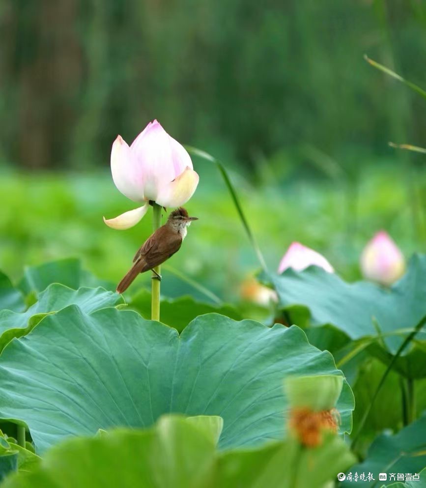 行摄华山——荷塘点额妆