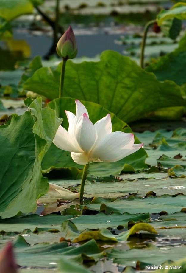 行摄华山——荷塘点额妆