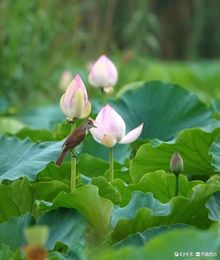 行摄华山——荷塘点额妆