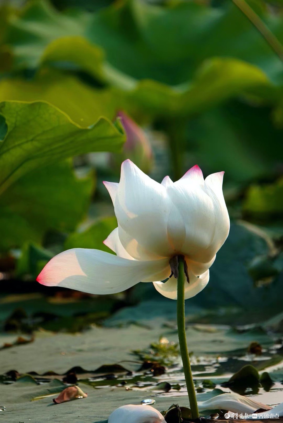 行摄华山——荷塘点额妆